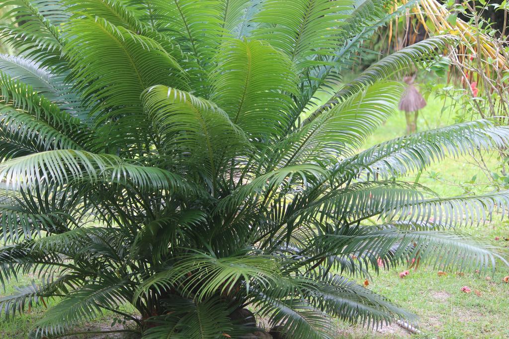 Pousada Quartinho De Praia Velha Boipeba Exterior photo